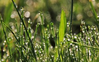 Gatunki traw przydomowych